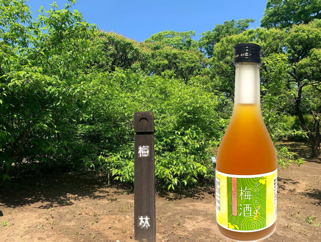 権田酒造川口はちみつ梅酒